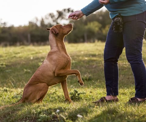 Woman training Vizla dog with a lifted paw sitting in a meadow.